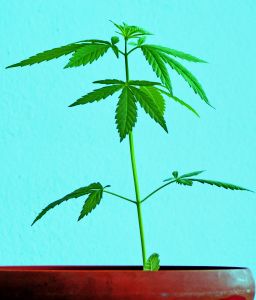 Can you grow marijuana in maryland