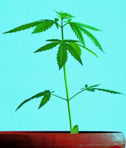 Growing Marijuana